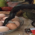夫妻發現一條黑蛇在廚房偷吃雞蛋卻做了有趣舉動