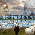 一群羊要跟某種動物生活在一起，有兩個選擇：選狼還是選獅子？大多數的人都選錯！ 