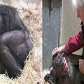 好感人！59歲黑猩猩頻死「不吃不喝」讓人超心疼，但在看到44年人類老友後的表情，讓網友都落淚了！