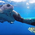 好心男將被困住的海龜救出，當牠獲救後馬上向恩人表達感謝，頓時讓人心暖！