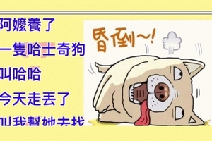 哈士奇