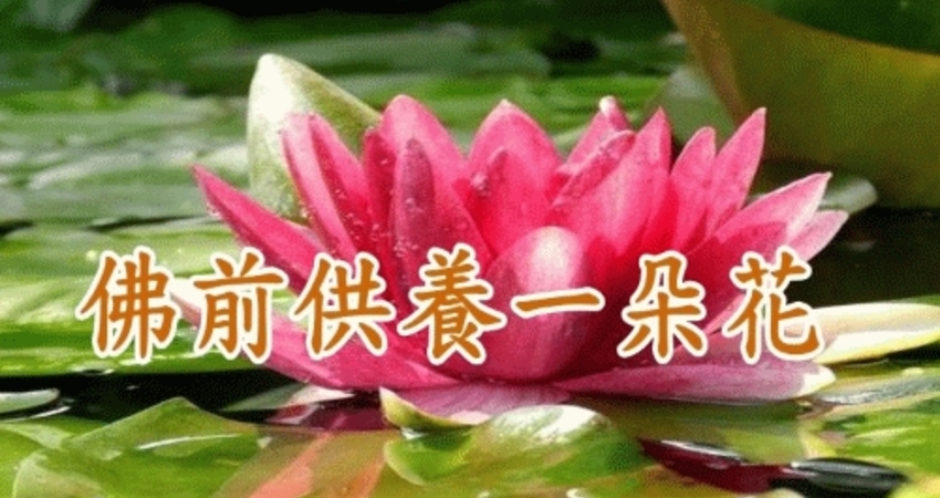 佛前供養一朵花的福報功德 你知道有多大嗎 Abcdel Fun01 創作分享