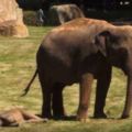 小象躺在地上連媽媽叫牠也不動，保育員也以為牠死掉…衝過去救援後遊客都笑翻了！