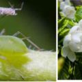 花盆的小飛蟲賊討厭，1招制勝，比殺蟲劑強100倍！