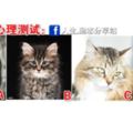 心理測試：4隻貓，哪只最凶？測你最近會面臨什麼危機