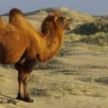 心理測試：覺得那一頭駱駝能走出沙漠？測你在3月會有什麼好運