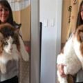 女子購買一隻寵物貓，賣家說這是世界上最大的貓，女子兩年後就傻眼了