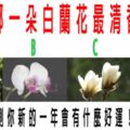 心理測試：哪一朵白蘭花最清香？測你新的一年會有什麼好運！