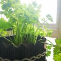 陽台種點芹菜，比養花還好看，種植更簡單