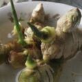 張大媽盆栽「生薑」，長得像「盆景」，每隔30天摘一茬，吃3個月