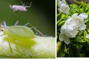 花盆的小飛蟲賊討厭，1招制勝，比殺蟲劑強100倍！