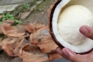 這種發了芽的椰子記得不要扔，裡面長出來的「海綿」才是「寶」！