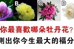 心理學：四朵牡丹花選一朵，測你今生有什麼福分！
