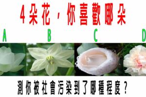 心理測試：4朵花，你喜歡哪朵？測你被社會污染到了哪種程度？