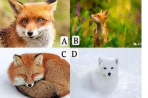 憑直覺選一隻狐狸！測出你最近應該小心什麼？