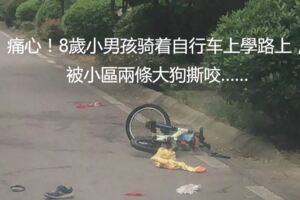 痛心！8歲小男孩騎著自行車上學路上，被小區兩條大狗撕咬……