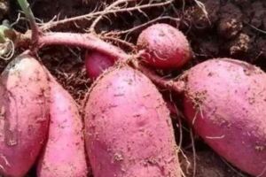 種植高手告訴你紅薯種植有技巧，不僅省錢還高產