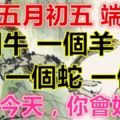 農歷五月初五端午節，一個牛，一個羊，一個蛇，一個豬！