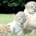 世上極為罕見的夢幻白獅與白虎愛上對方，生下來的寶寶竟....太驚人了！｜可愛動物讚一個
