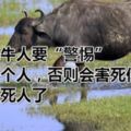 屬牛人要「警惕」一個人，否則會害死你！嚇死人了