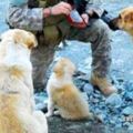 這幾個駐阿富汗的美國兵偶然收養3隻流浪狗後，全體50人都因牠們的報恩而撿回一命！