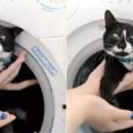 把貓主子扔進洗衣機，10分鐘後竟發生這樣的事情！