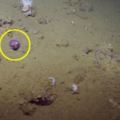 科學家在深海發現「紫色烏賊」馬上靠近拍攝，結果它萌死人的特寫模樣現在已經在網路上瘋傳了！