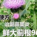 大薊嗎？大薊有幾個秘密你知道嗎？