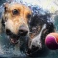 攝影師抓拍6隻汪星人跳水的瞬間，狗狗的表情令人過目難忘！