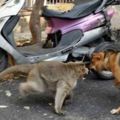 這只獼猴在路人面前幫孤兒小狗趕走惡犬，接著它轉身對狗狗做的事讓國際媒體都搶著報導！