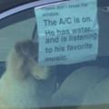 路邊看到狗被關在車內，想要敲車窗救它時，看到紙條忍不住笑出聲