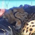 躺在草地曬太陽，睜開眼發現一隻「獵豹」躺在我的手上睡著了！...