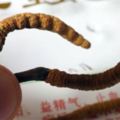 從走上神壇到跌落神壇，曾輝煌一時的「冬蟲夏草」是一種金屬元素，含有毒性！經歷了什麼？