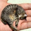 世界上最小的貓咪，只要勺子大小，太可愛了！