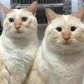 這兩隻貓一看就知道同一娘生的，不過長相就……網友：基因這東西有時候就是這麼神奇！