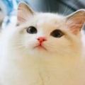 2017貓咪界全球最美面孔出爐了，第三名堪稱貓界瑪麗蓮夢露