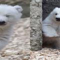 德國「狂眨電眼萌翻你」的北極熊寶寶初亮相，才剛學會走路的牠「一夕成網紅」！