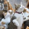日本貓咪島呼籲大家郵寄貓糧，結果多到沒地放