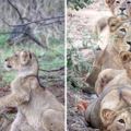 「請幫拍全家福照～」　大小獅子走過來「排排坐好」　攝影師捕捉到的畫面萌哭了