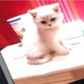 網友收養了一隻超萌小奶貓，養了半年後：我要報警，這貓是個騙子&主人正在看電視，突然聽到貓咪慘叫，趕過來一看笑噴了：還是貓？