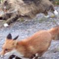 正在驅趕一隻野狐狸的挪威森林貓，真是猛如虎啊...
