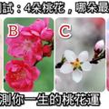 心理測試：4朵桃花，哪朵最嬌豔？測你一生的桃花運