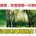 心理測試：哪片樹林最安靜，測試你的聰明程度？