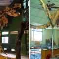 台南「神秘博物館」一個月後結束營業　網友回報：連恐龍也有耶