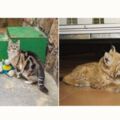 三花貓偷溜進動物園，被遠房親戚收留，一住就住11年
