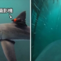 科學研究首次！攝影機翻拍「大白鯊獵食視角」　奇蹟影片超乎學者預料