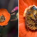 蜜蜂不是永遠嗡嗡嗡　攝影師拍到「花朵裡抱抱睡」笑了：在偷懶