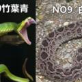 臺灣「最不能惹的10大毒蛇」，竹葉青、五步蛇淪為初級，看到後面已經瑟瑟發抖