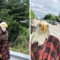 白頭鷹受困高速公路「無法飛走」　暖心騎士用「8年襯衫」成功救牠一命