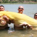 重到像拉公車！男子釣到「白化巨魚」　2.4公尺身軀創世界紀錄